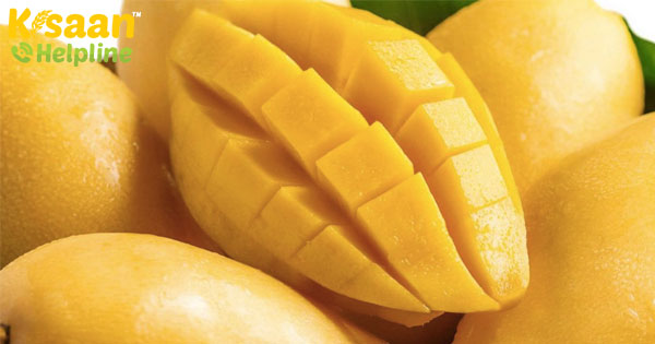 फलों के राजा आम के बारे में रोचक तथ्य